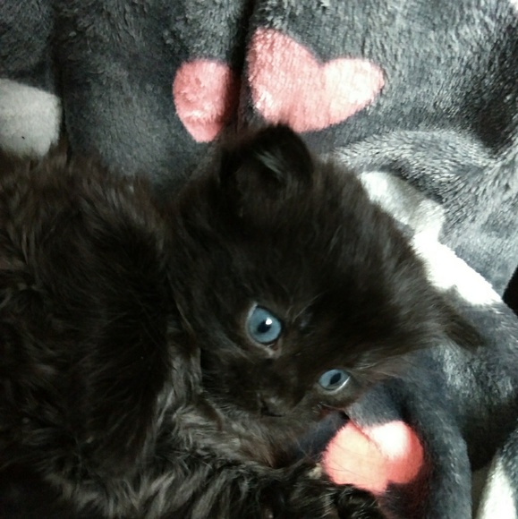 Meet your Posher, Misty - Picture 1 of 2